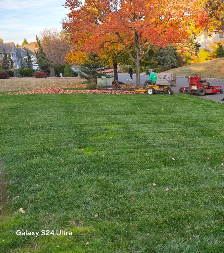 leaf-cleaning-landscape