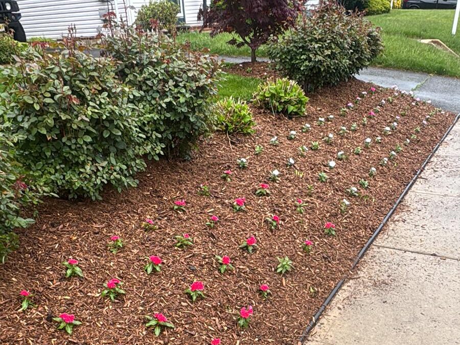 Annual flower planting in a New Jersey landscape bed